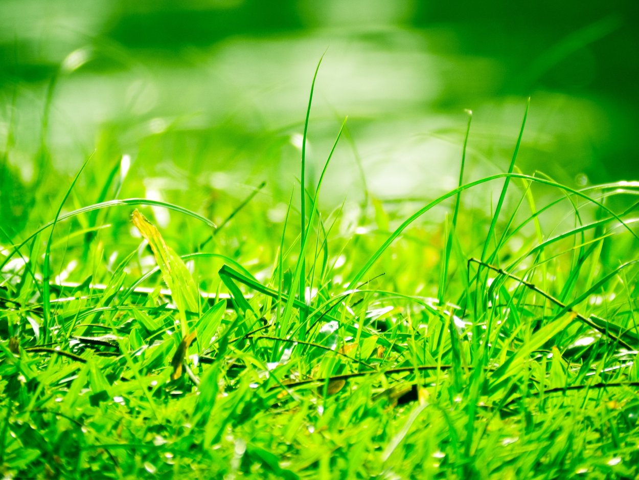 Белая трава