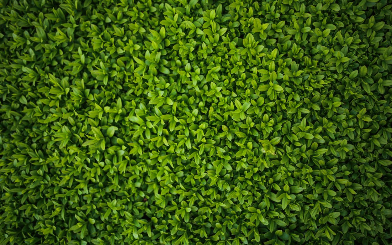 Луг без цветов