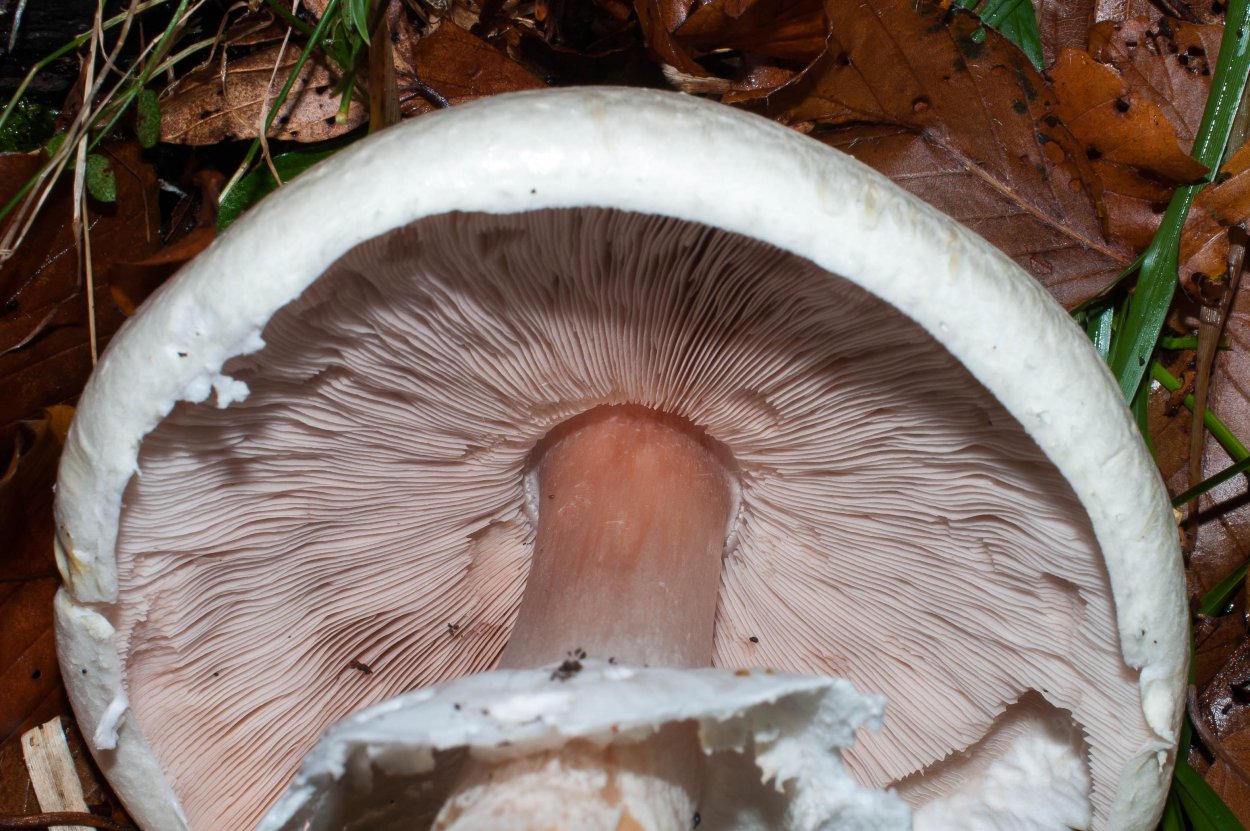 Шампиньон крупноспоровый