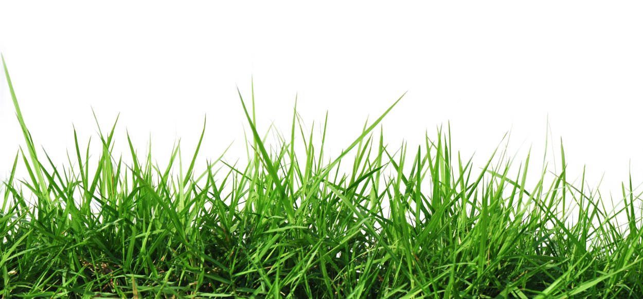 Ярко зеленая трава