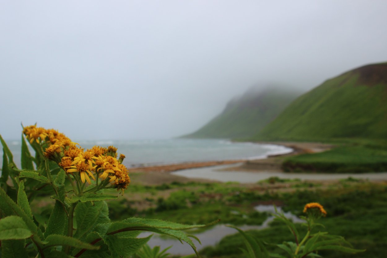Картинки на рабочий стол трава