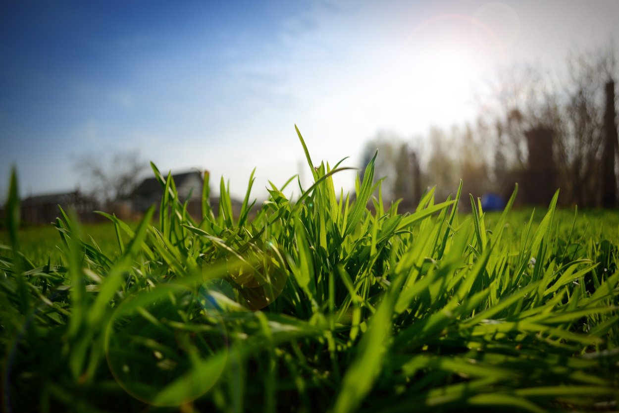 Туркменистан зеленый чай