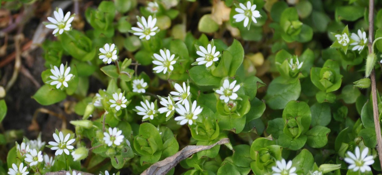 Звездчатка средняя (мокрица) (Stellaria Media)