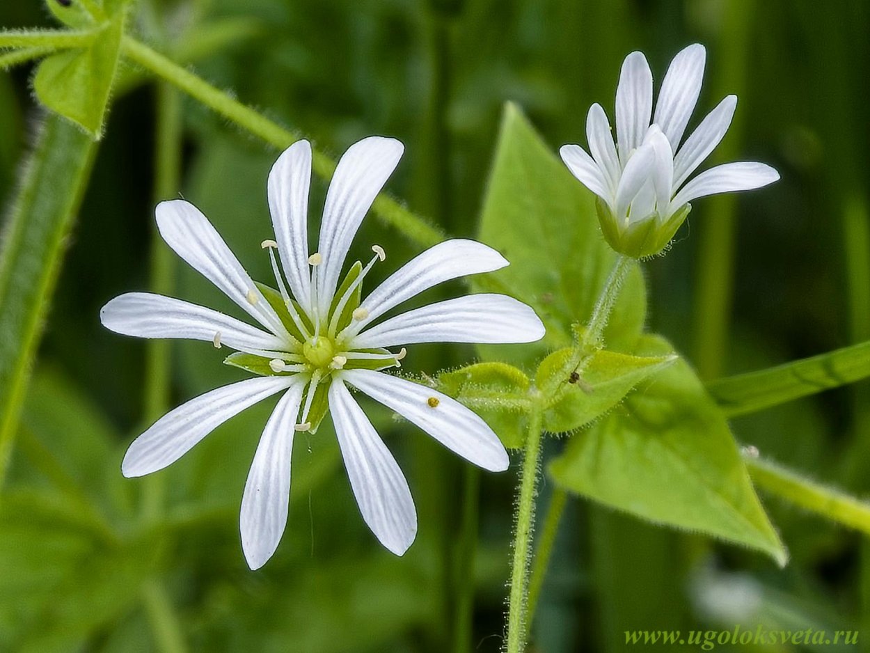 Звездчатка Дубравная