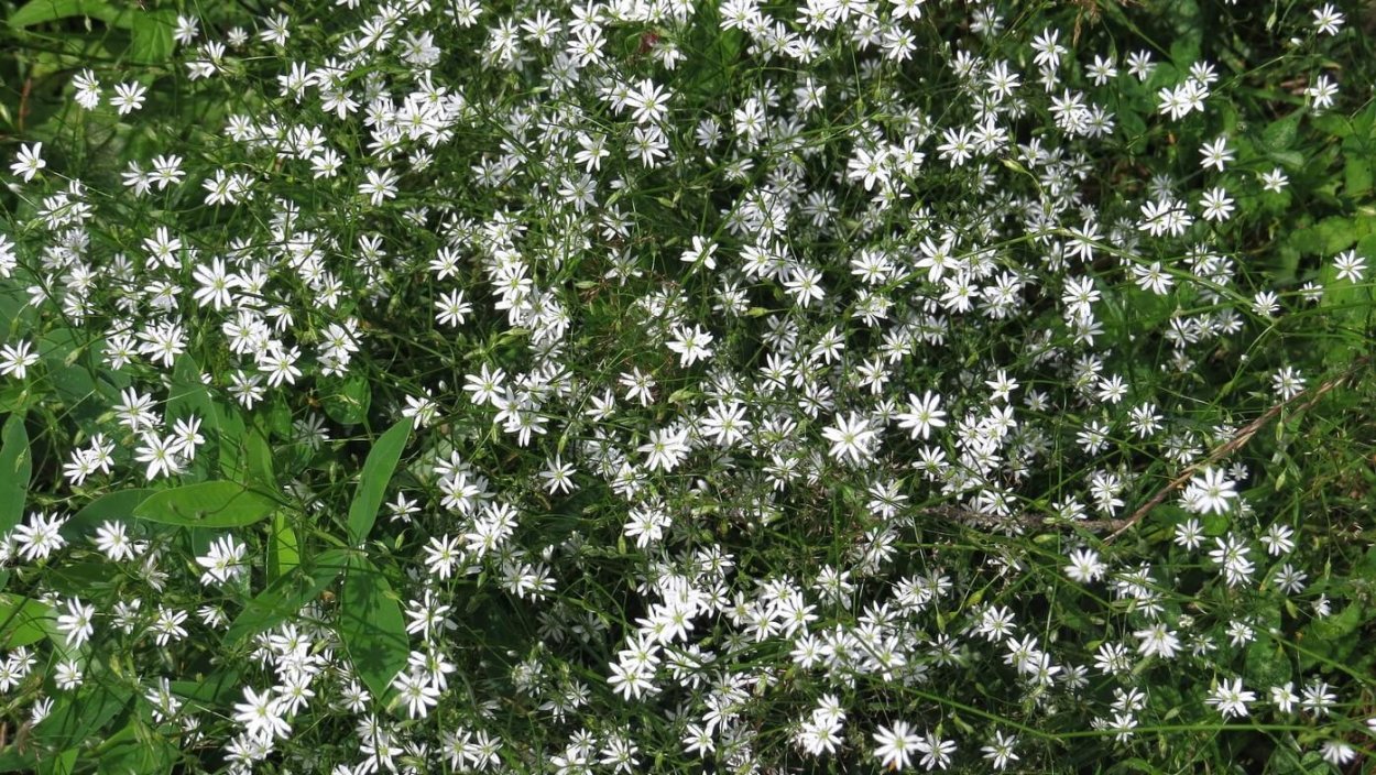 Звездчатка злаковая