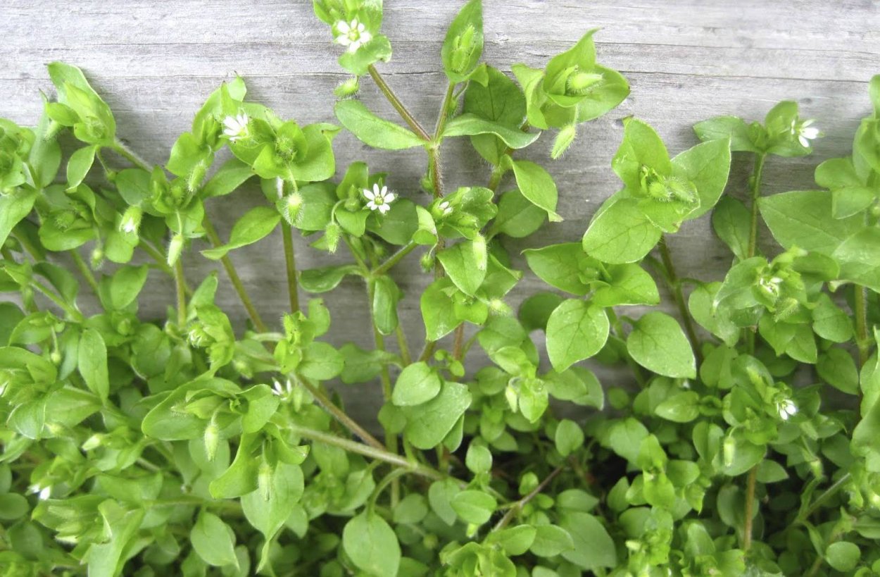 Мокрица звездчатка