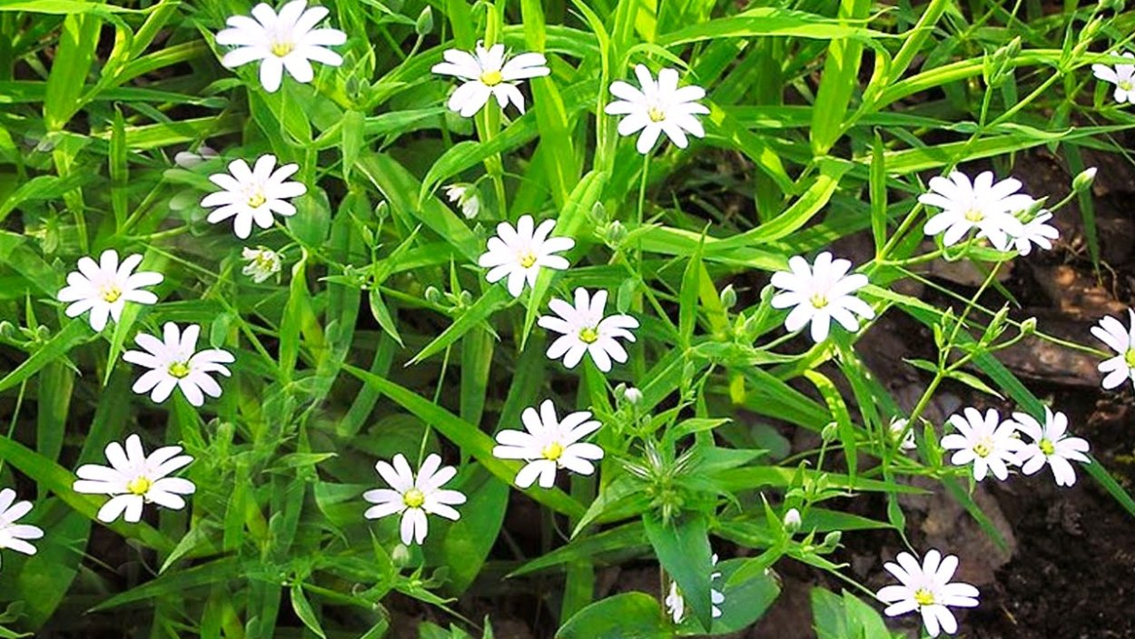 Мокрица звездчатка