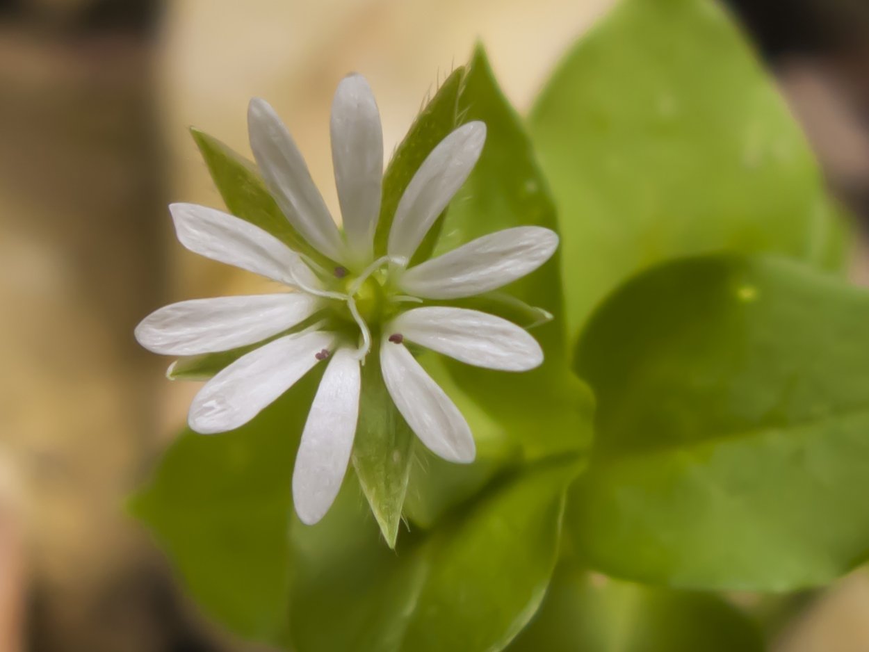 Звездчатка, мокрица, звездчатка средняя