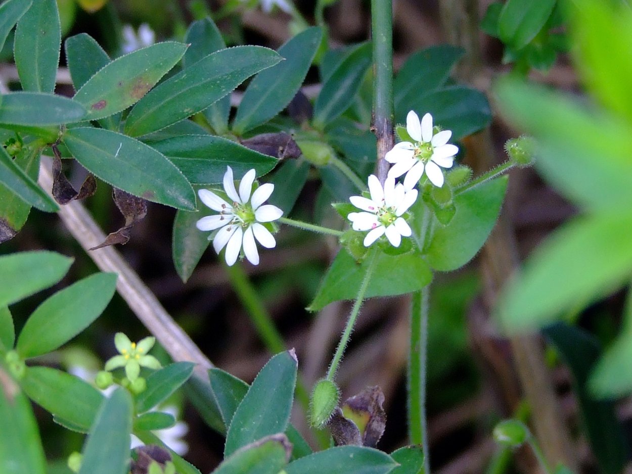 Мокрица звездчатка