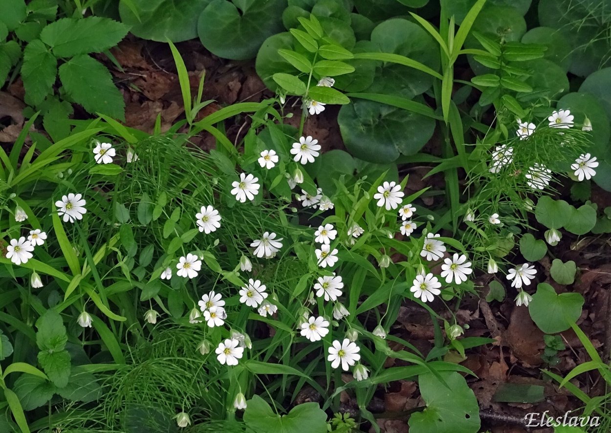 Звездчатка Полевая