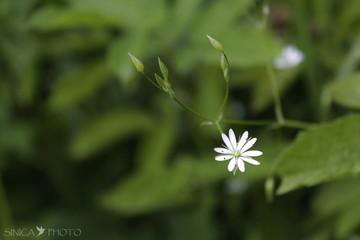 Звездчатка раскидистая