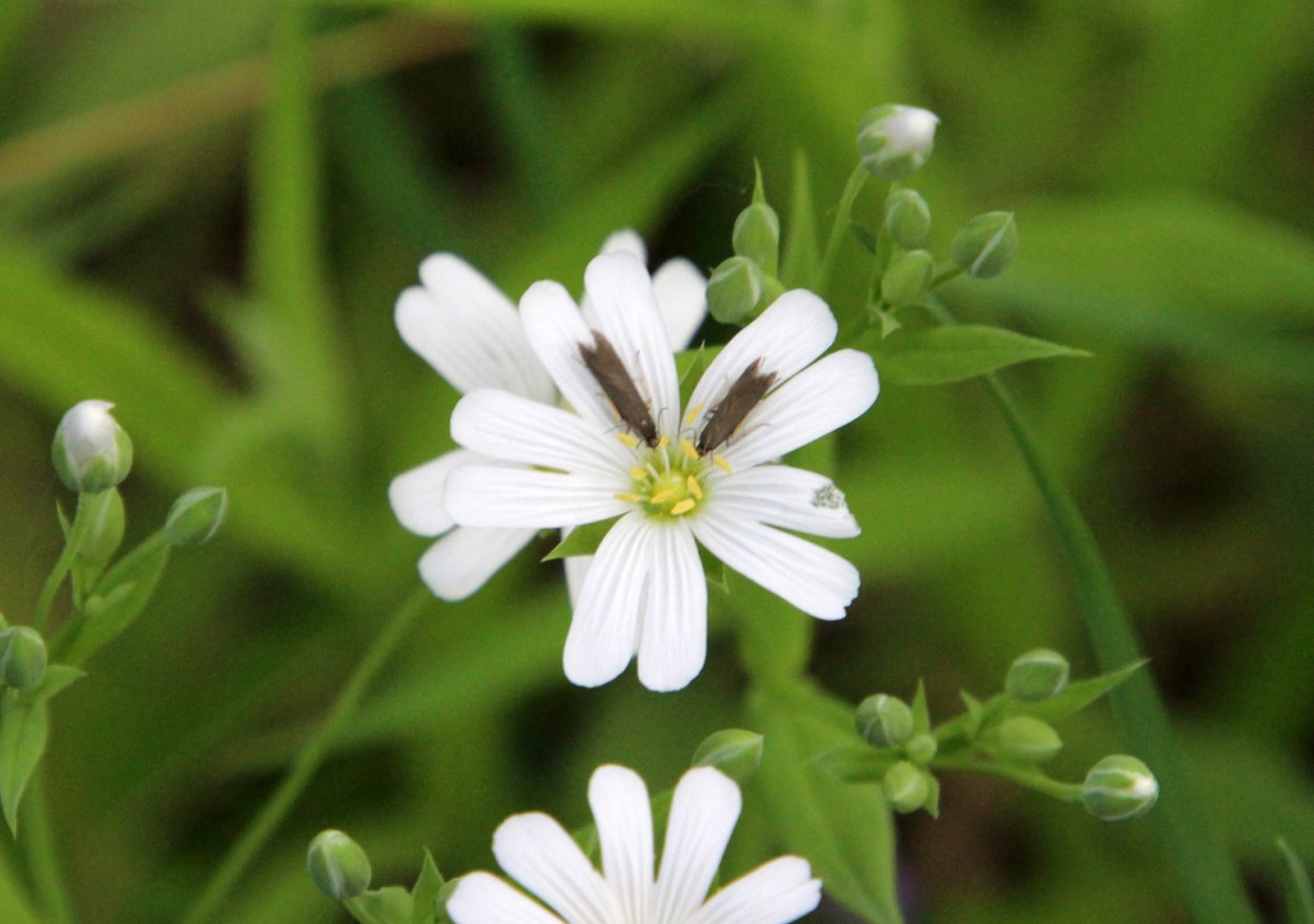 Звездчатка ланцетолистная