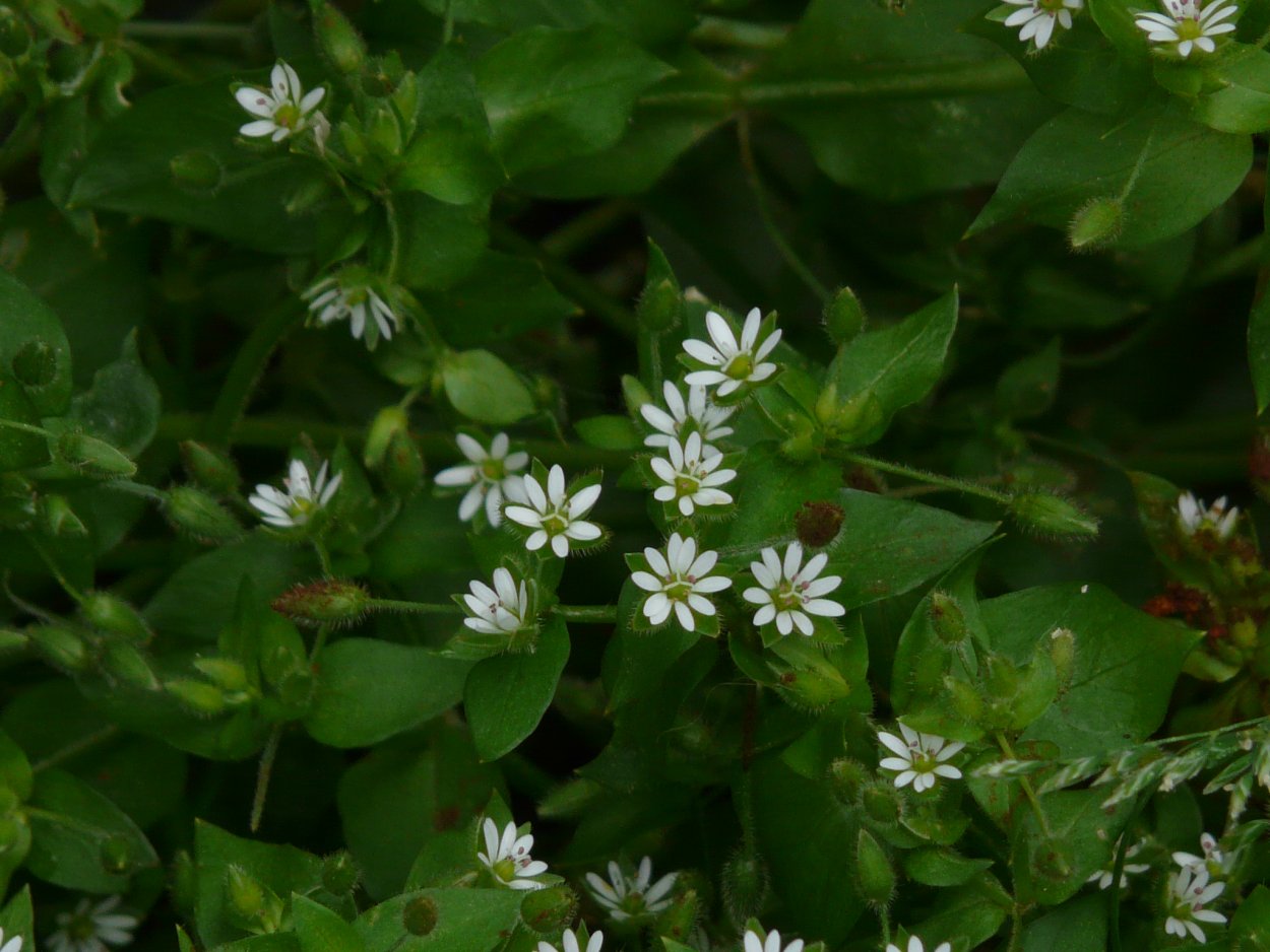 Звездчатка Болотная