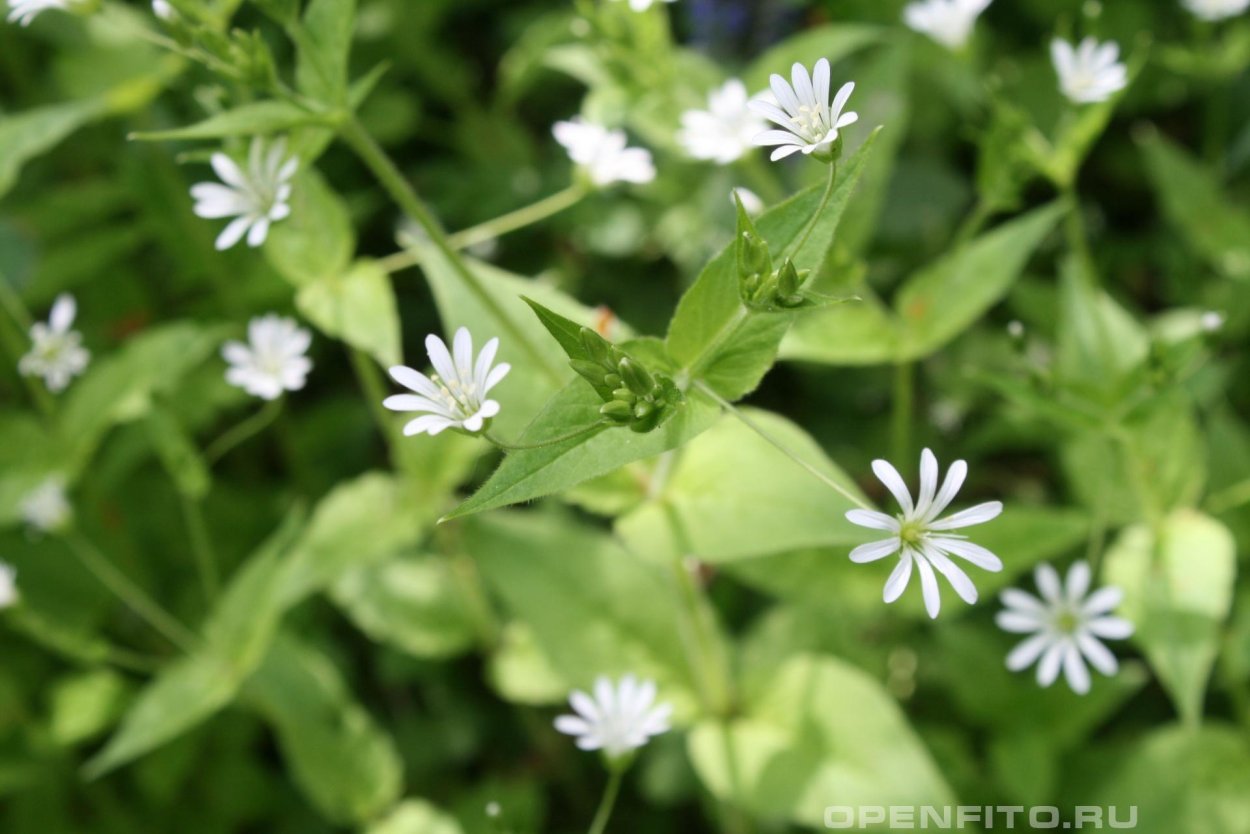 Мокрица трава лечебные