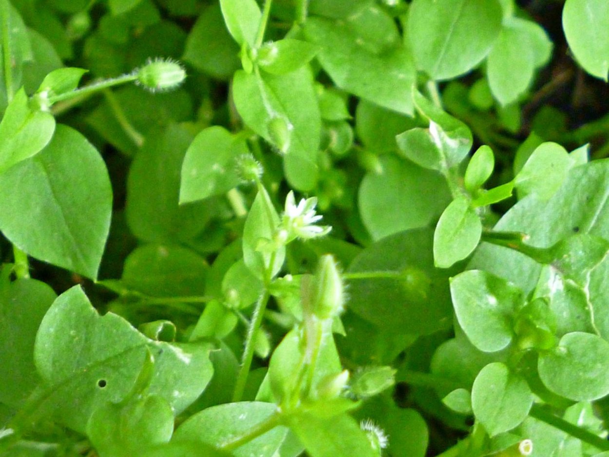 Мокрица звездчатка