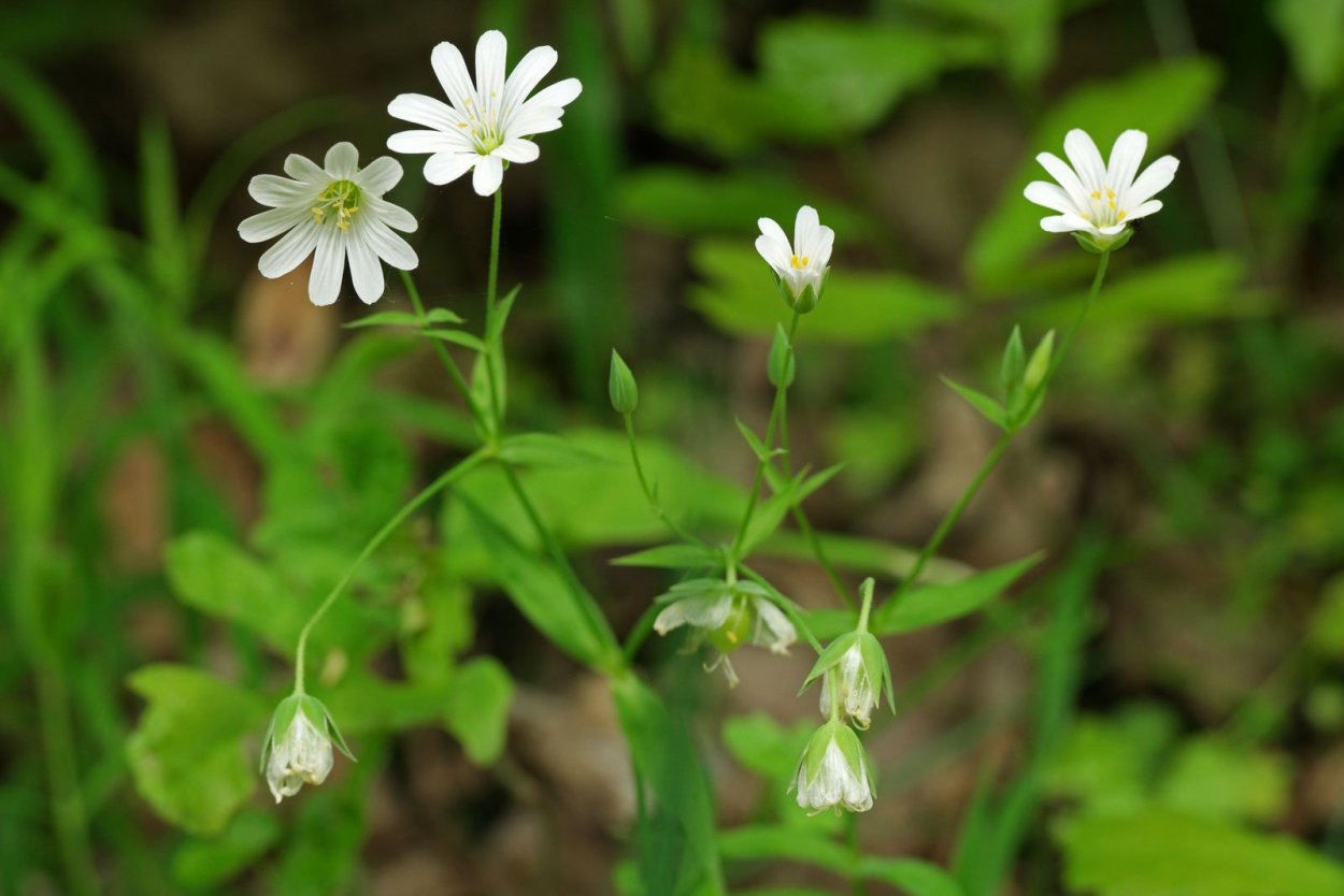 Звездочка ланцетовидно