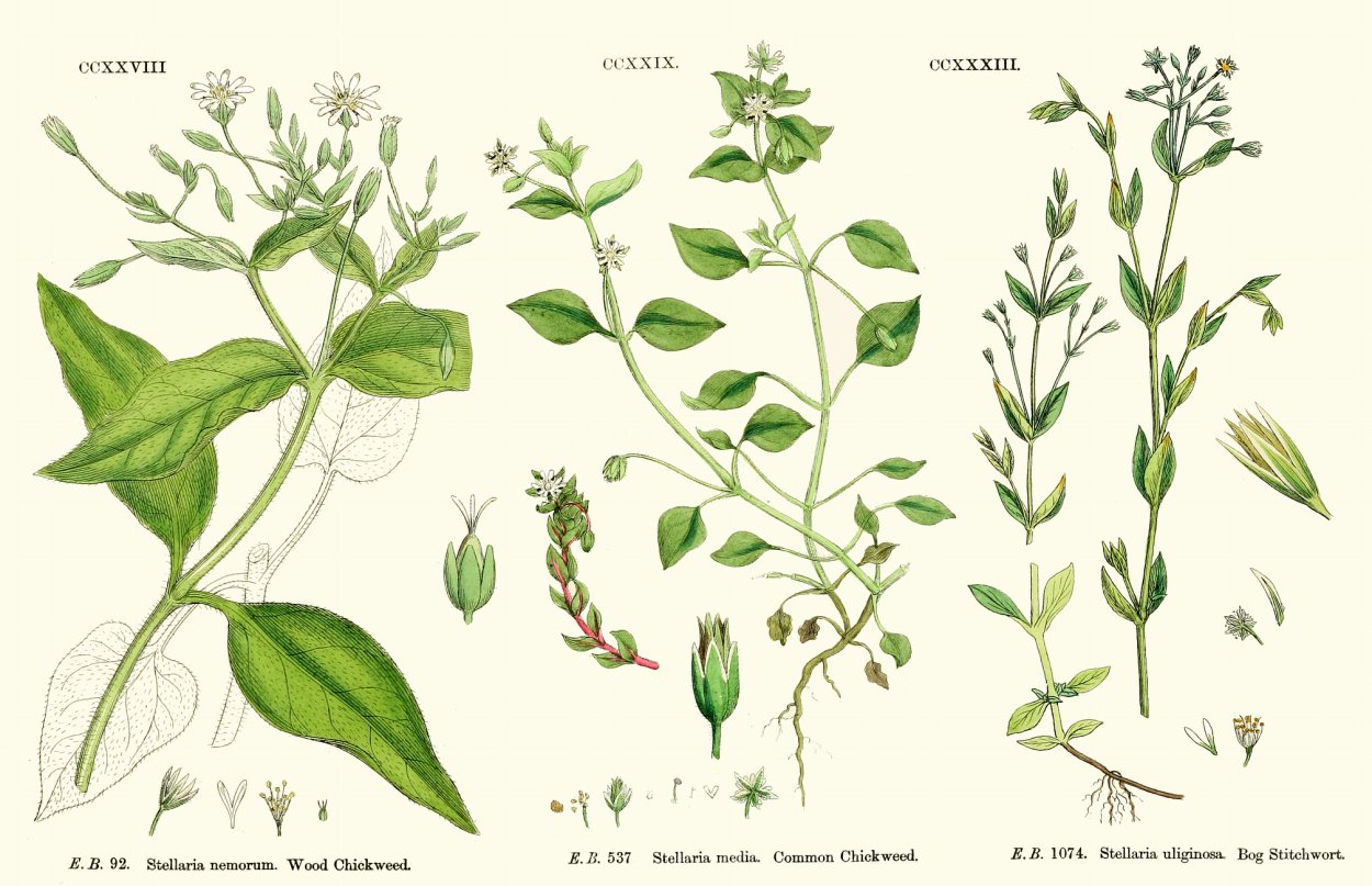 Мокрица сорняк огородный