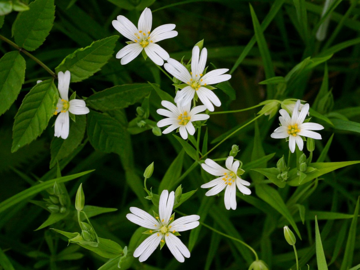 Мокрица Крымская трава