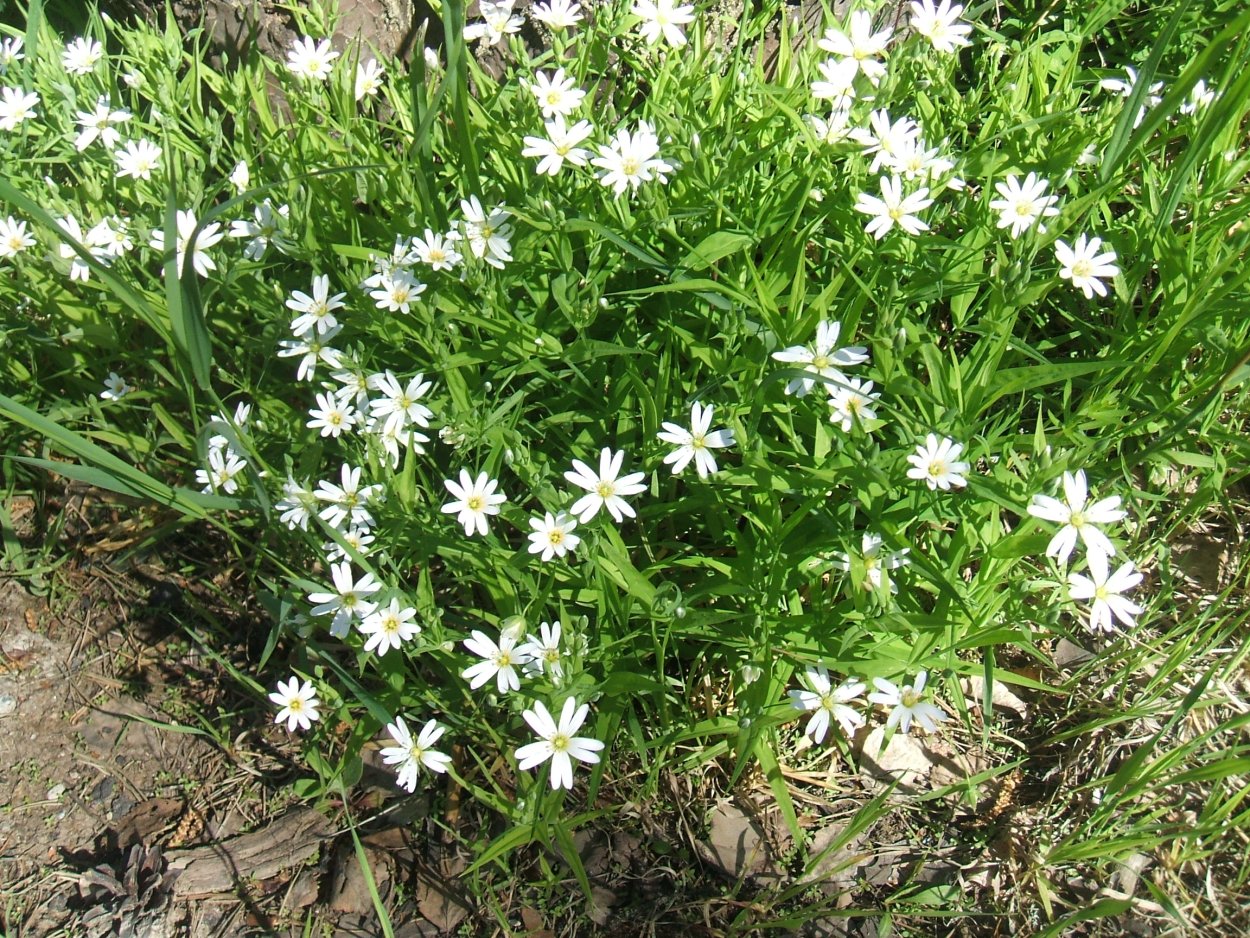 Декоративные мокрицы