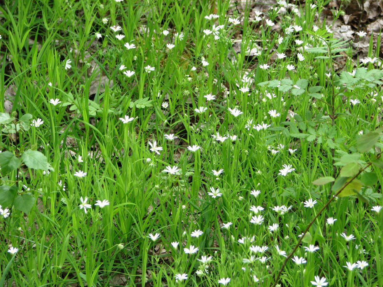 Звездчатка Дубравная