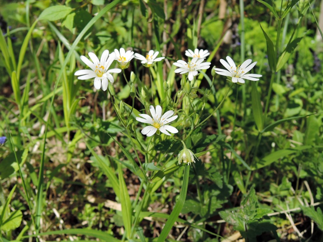 Звездчатка средняя (Stellaria Media)