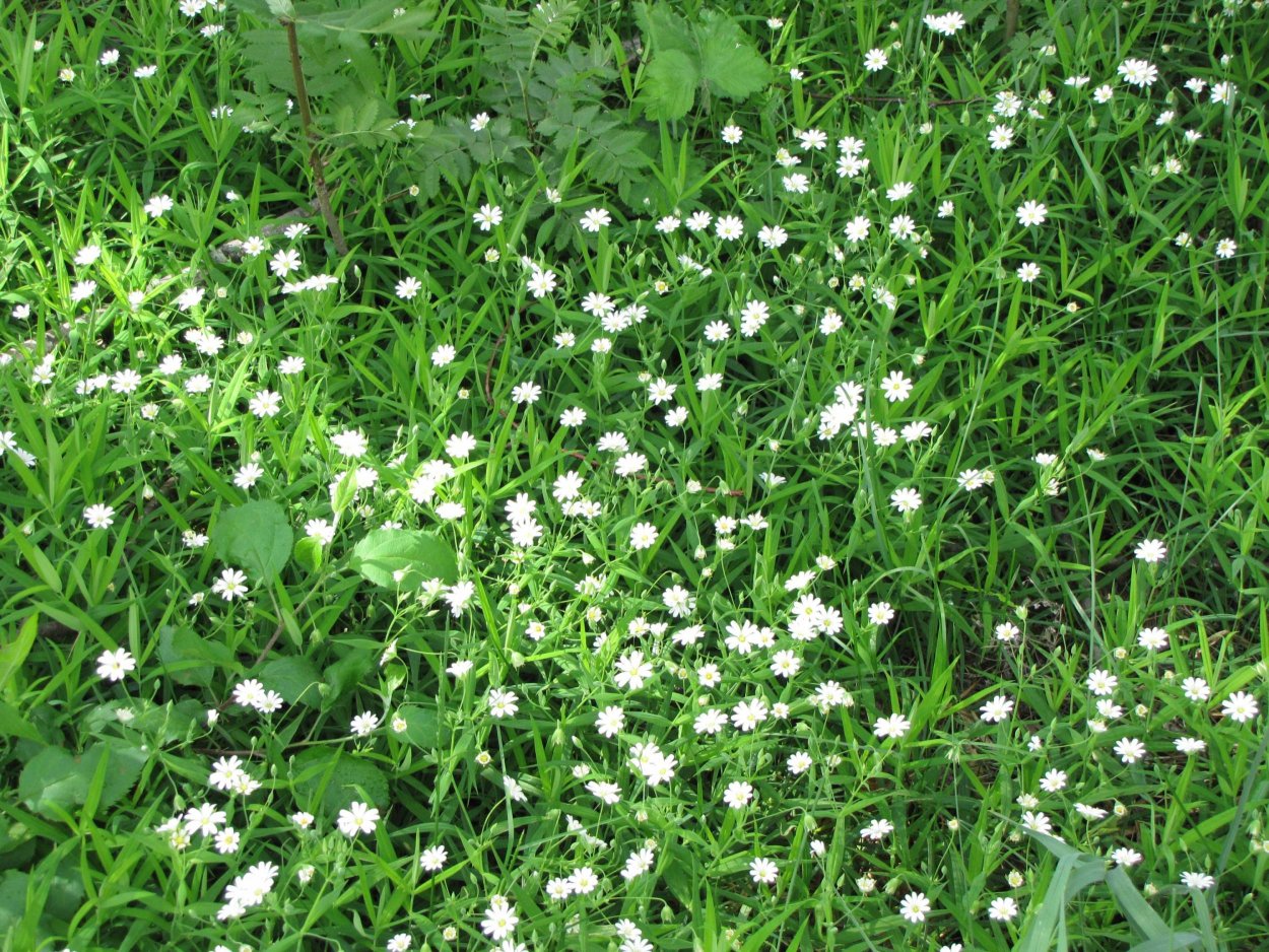 Звездчатка средняя Ботаническая иллюстрация