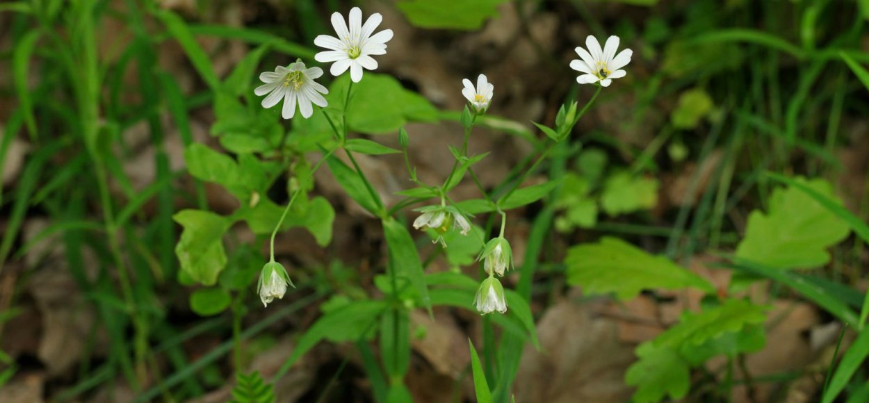 Звездчатка средняя мокрица