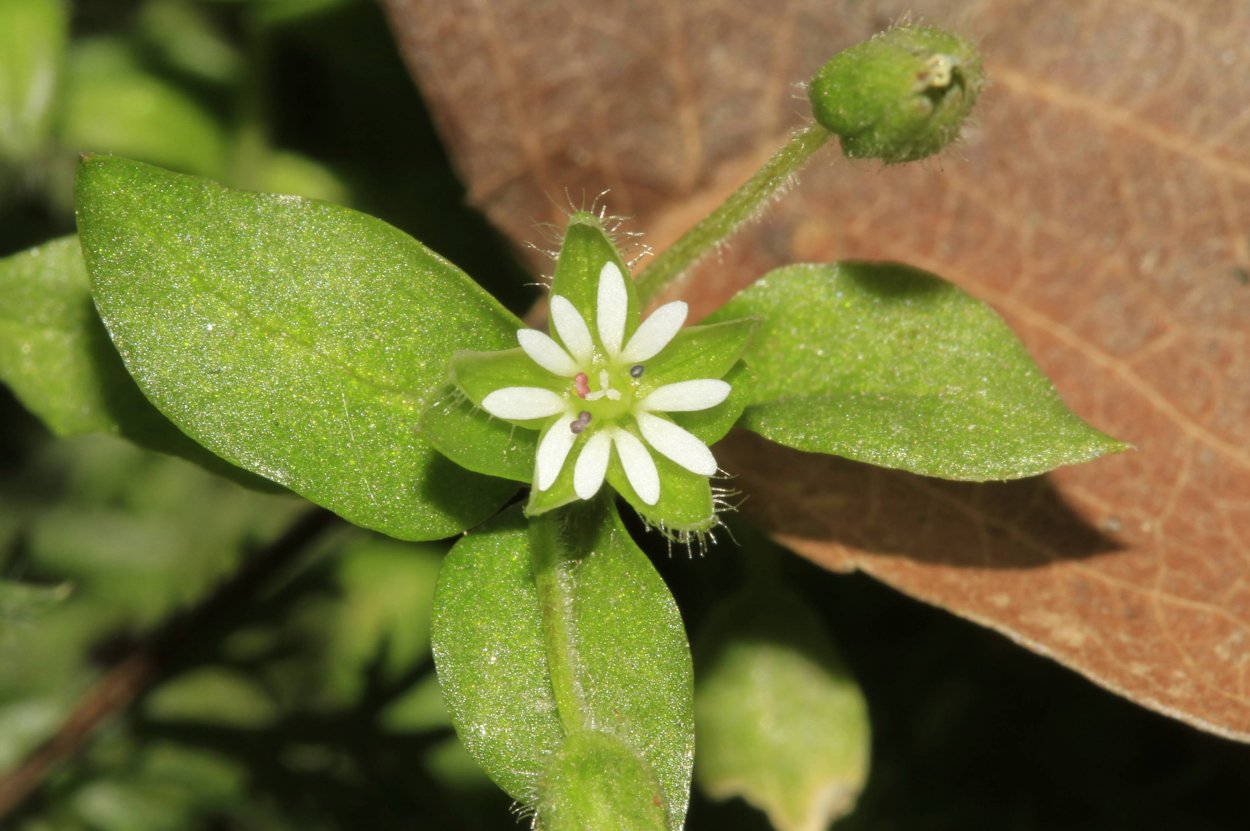 Звездчатка Мартьянова