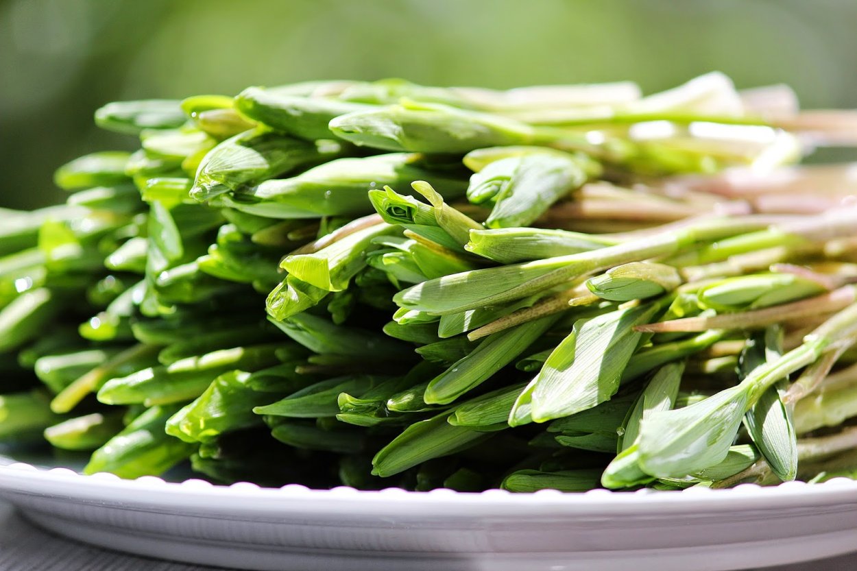 Синдрик армянская трава