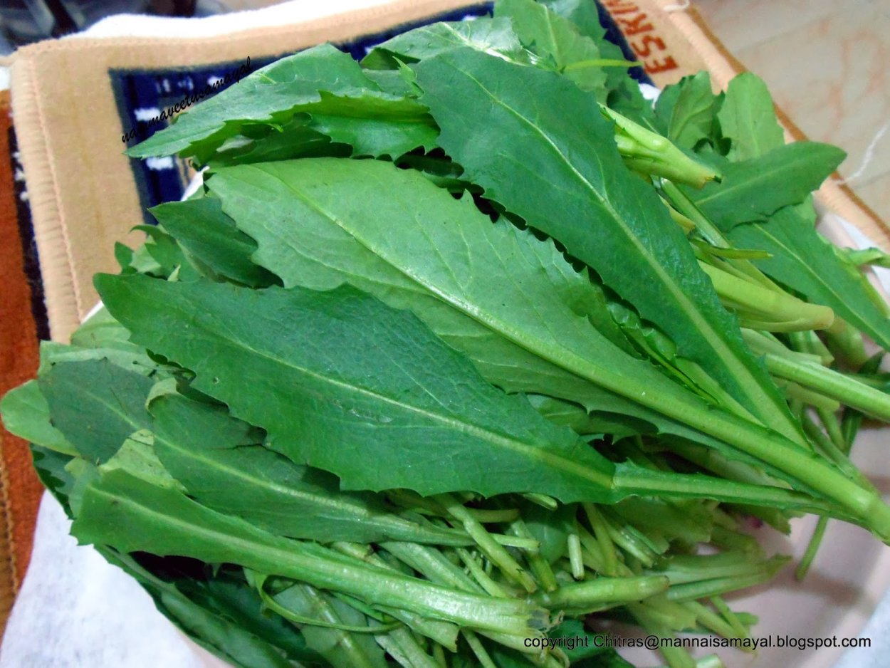 Котем армянская зелень