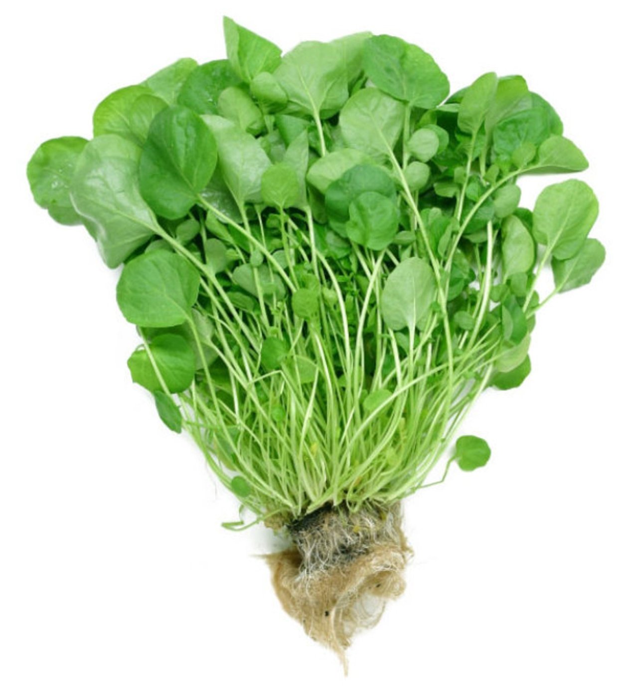 Кресс посевной