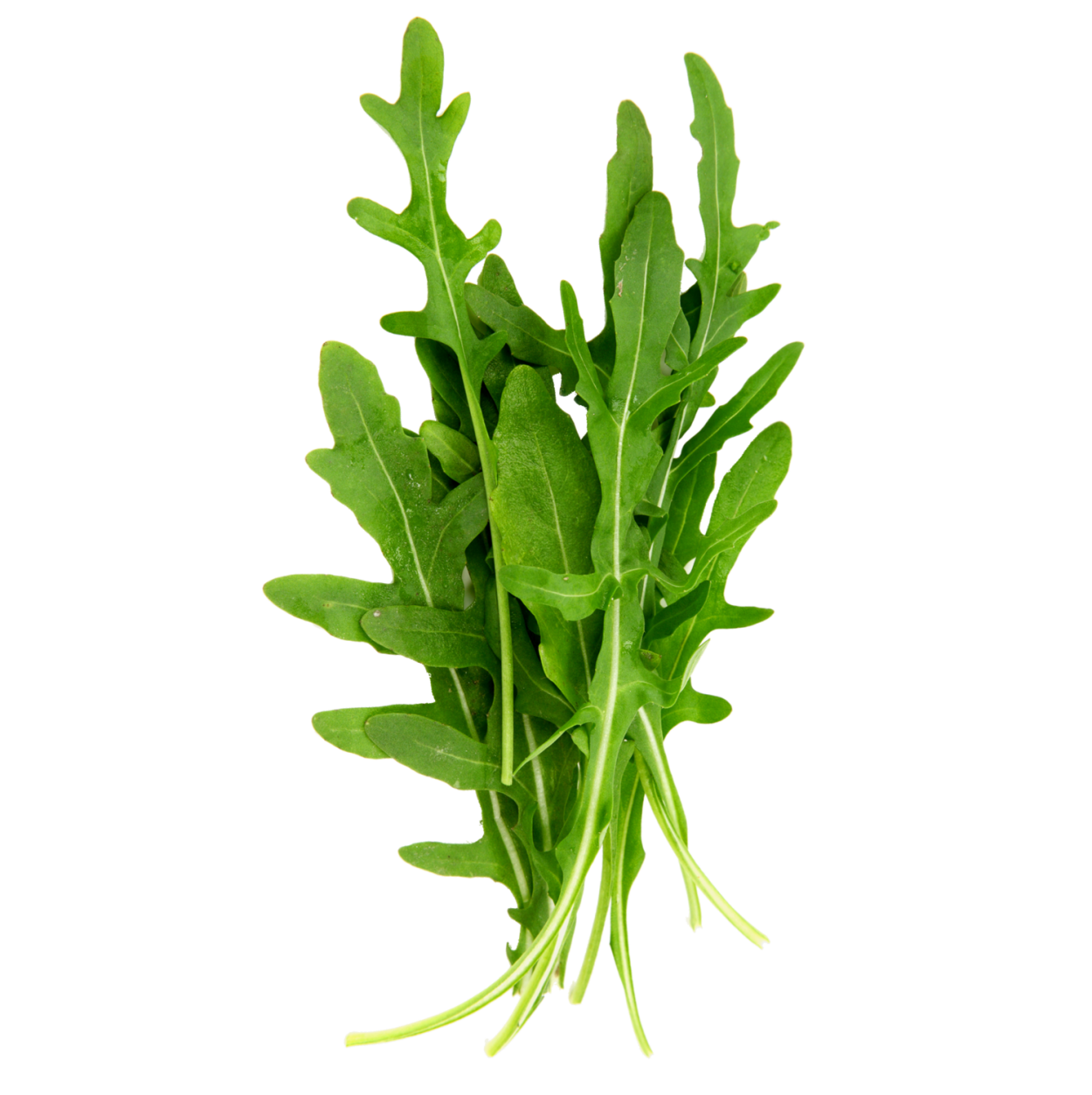 Руккола рокет