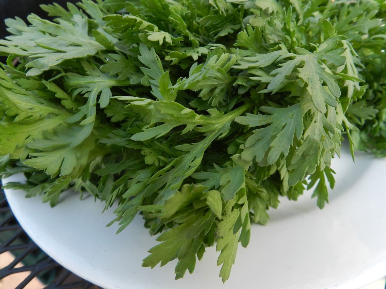 Овощная Хризантема Кикубари