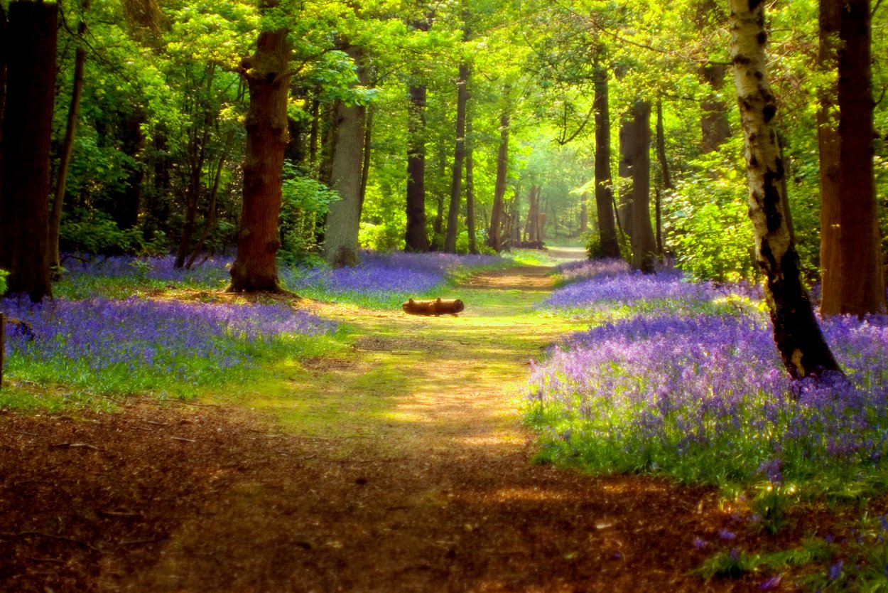 Красивая Поляна в лесу