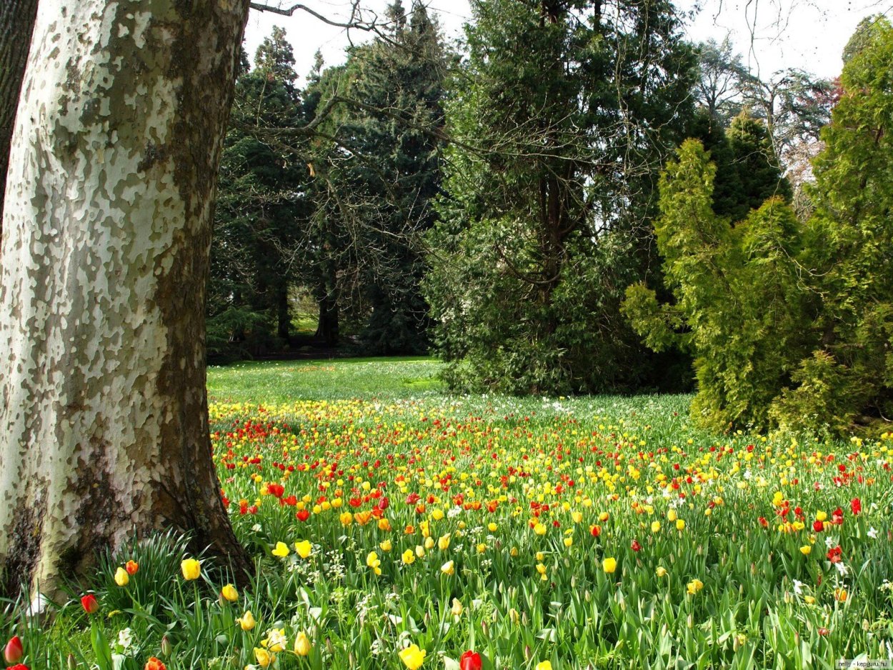 Поляна в лесу