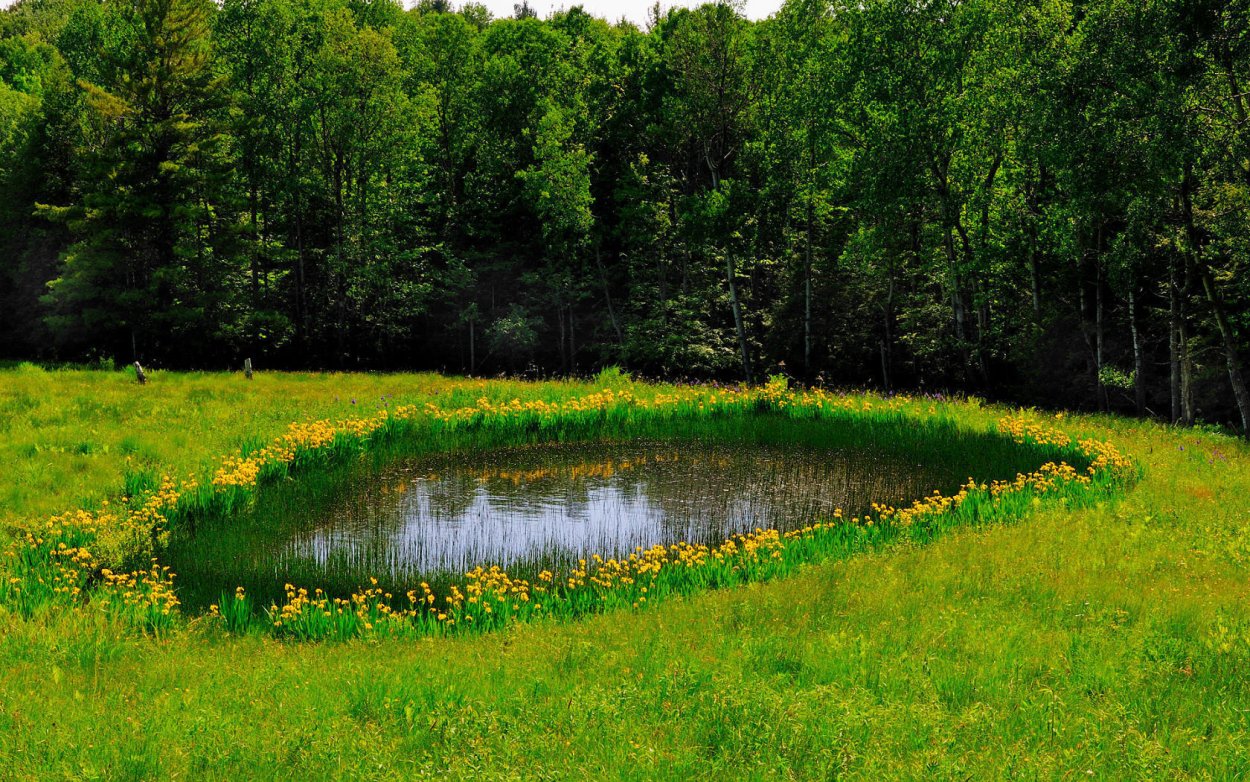 Участок Фореста Лесная Поляна