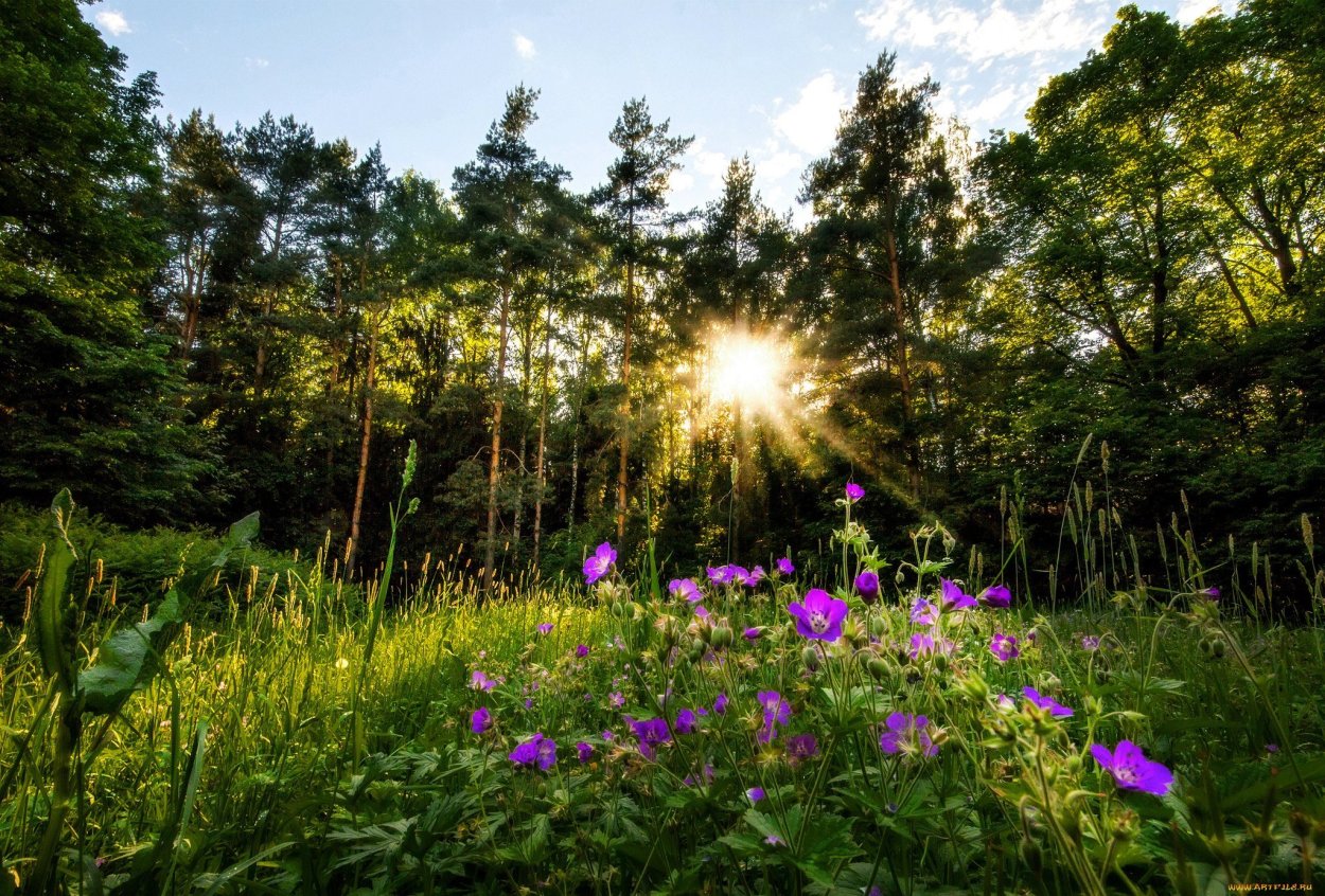 Лето в лесу