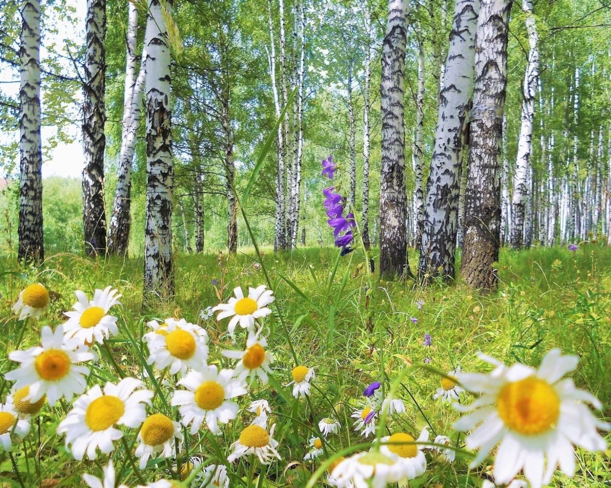 Березы и ромашки