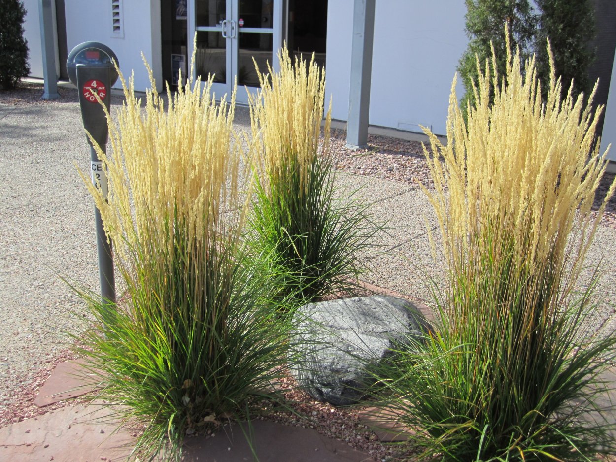 Вейник остроцветковый Овердам