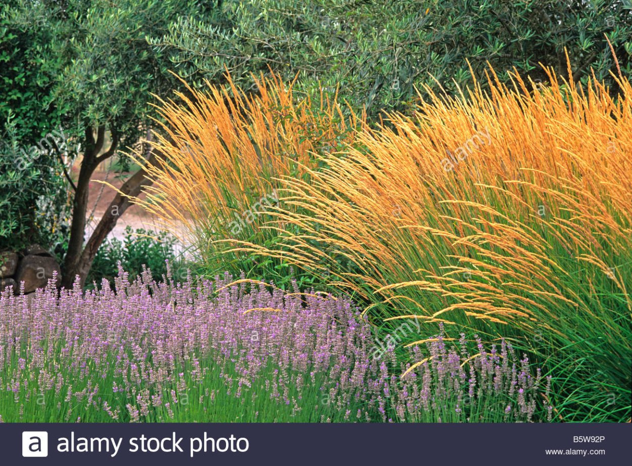 Вейник Карл Форстер в цветнике