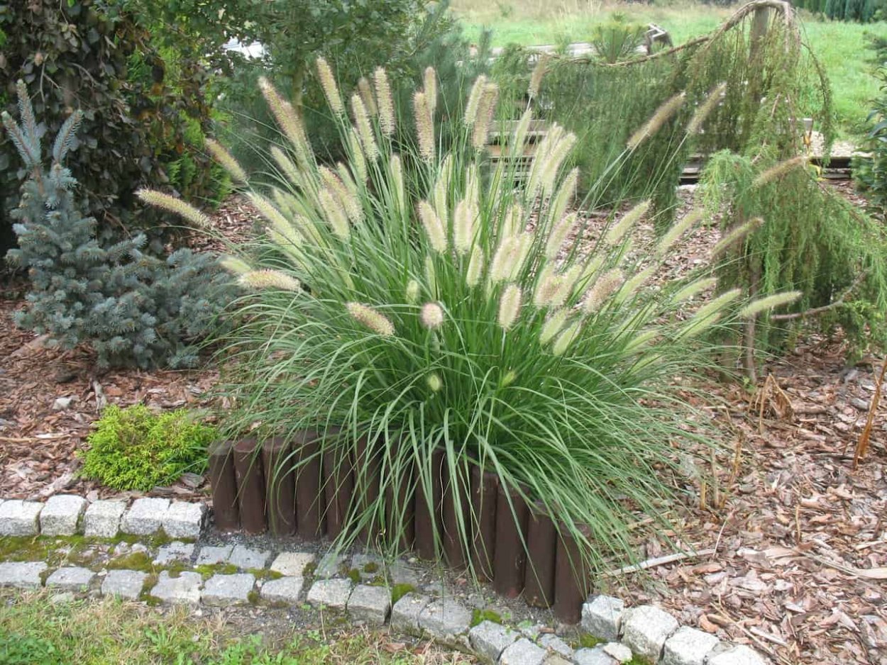 Пеннисетум Лисий хвост