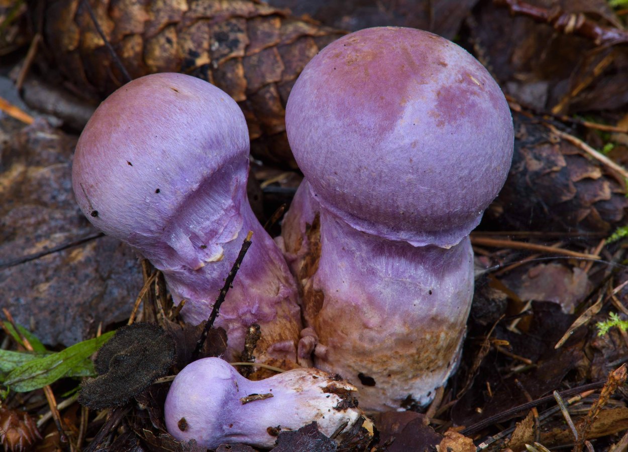 Гриб Печерица с толстой ножкой