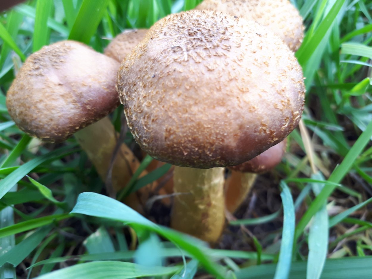 Паутинник с толстой ножкой