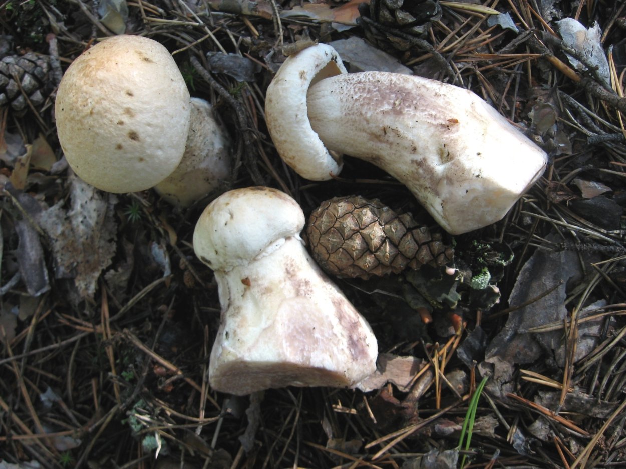 Поплавок желтеющий Amanita flavescens