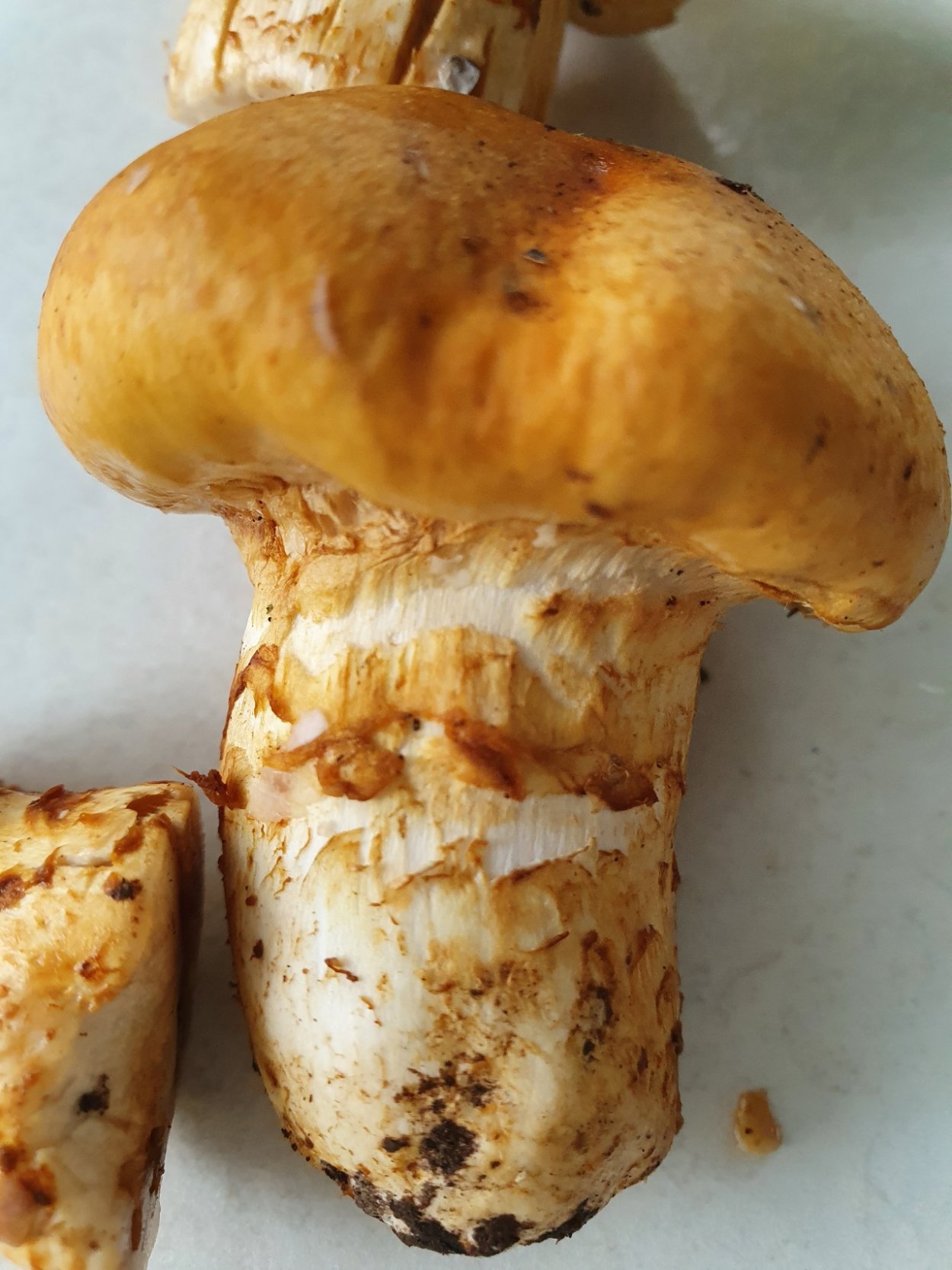 Tricholoma murrillianum