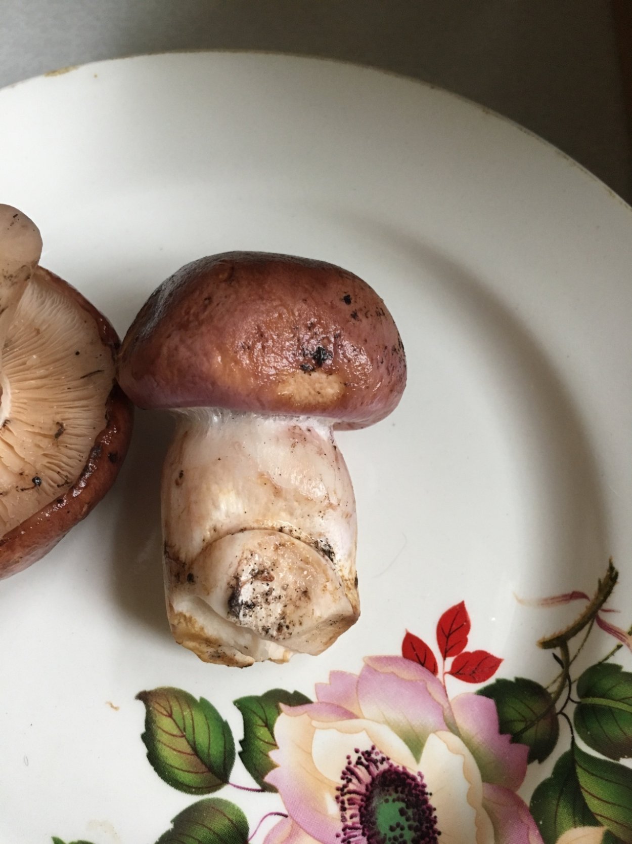 Рядовка Тополевая Tricholoma populinum