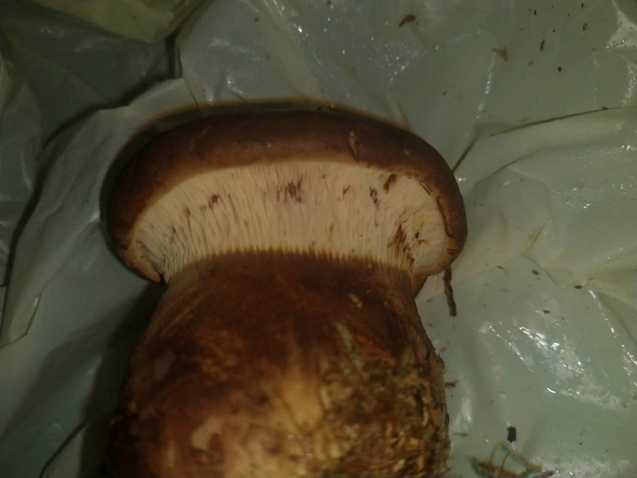 Паутинник с толстой ножкой