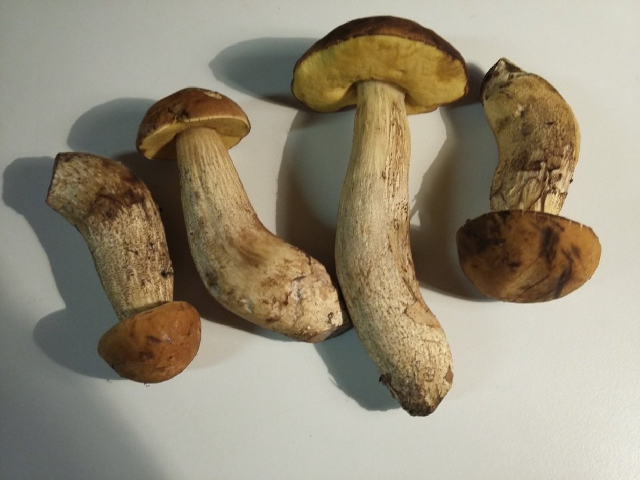 Паутинник капающий Cortinarius stillatitius.