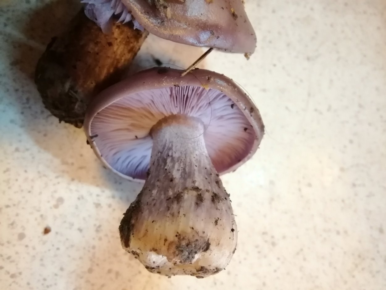 Паутинник козий