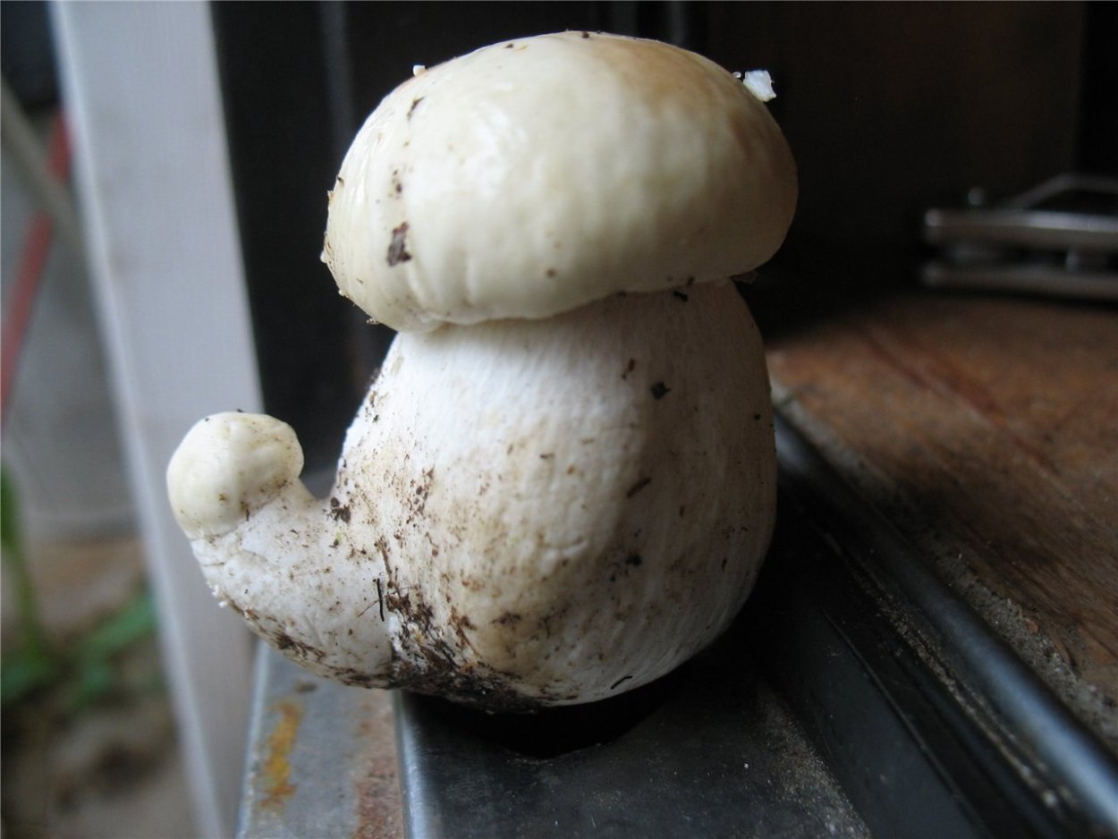 Паутинник двупокровный Cortinarius bivelus